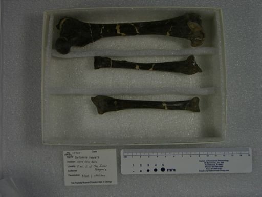 Borhyaena tuberata
