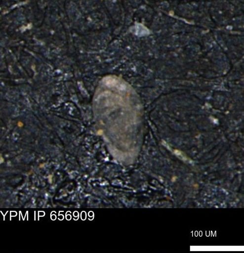 undet. Foraminiferida