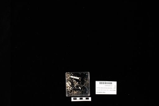 Eryx colubrinus