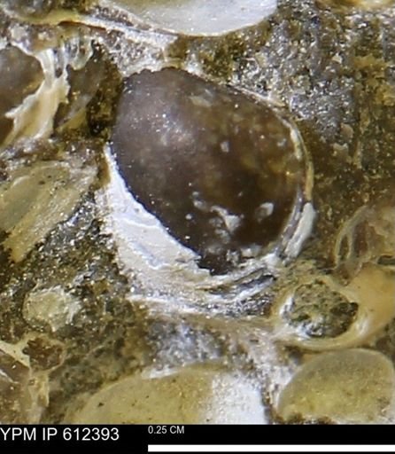 Protocardia subquadrata