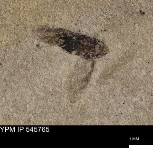 Auchenorrhyncha?