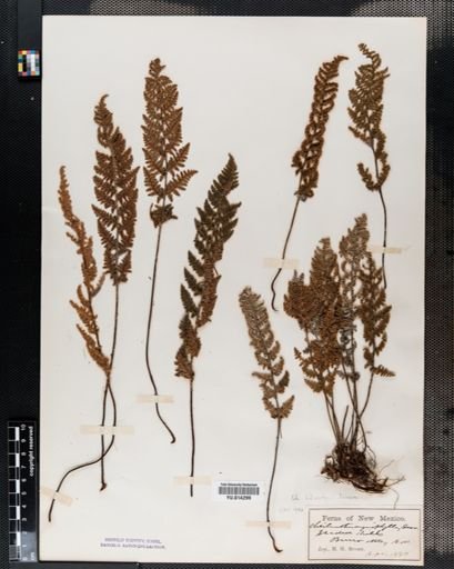 Cheilanthes