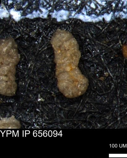 Ammobaculoides whitneyi