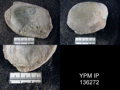 Productus (Linoproductus) lineatus