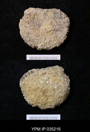 Astraeospongium meniscus