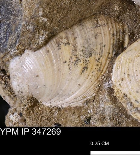 Limopsis striatopunctatus
