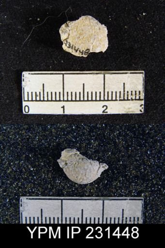 Cancrinella sp.
