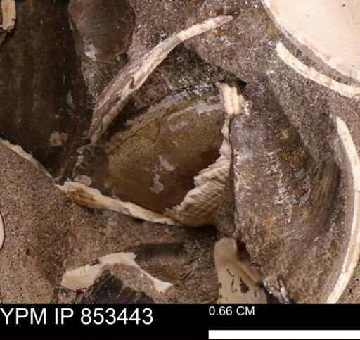 Parallelodon sp.
