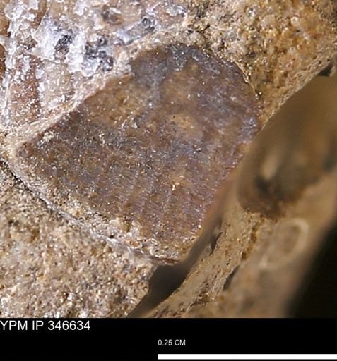 undet. Bivalvia