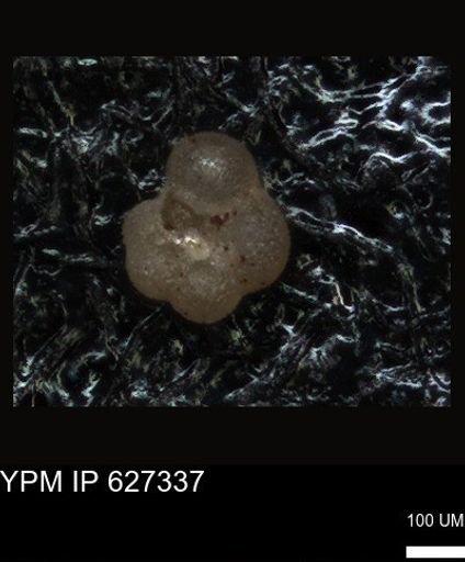undet. Foraminiferida