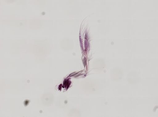 Paranebalia longipes
