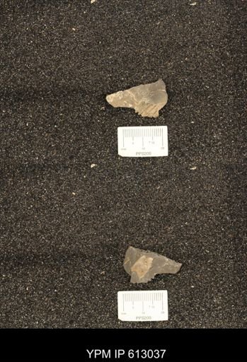 Clioscaphites vermiformis