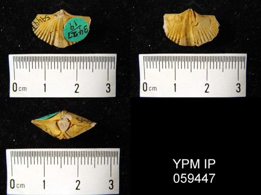 Spirifer sp.