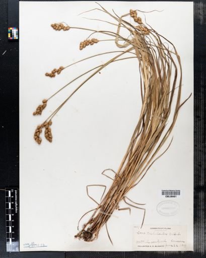 Carex tribuloides