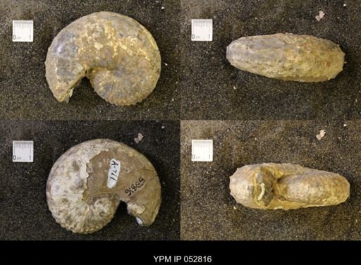 Discoscaphites gulosus