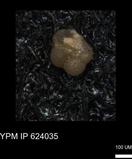 undet. Rugoglobigerinidae