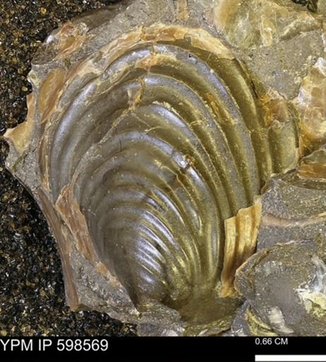 Inoceramus sp.