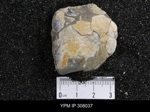 Inoceramus