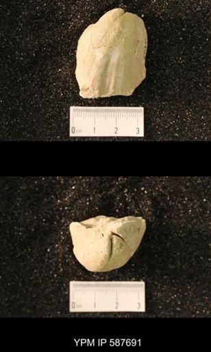 Virgiana barrandei