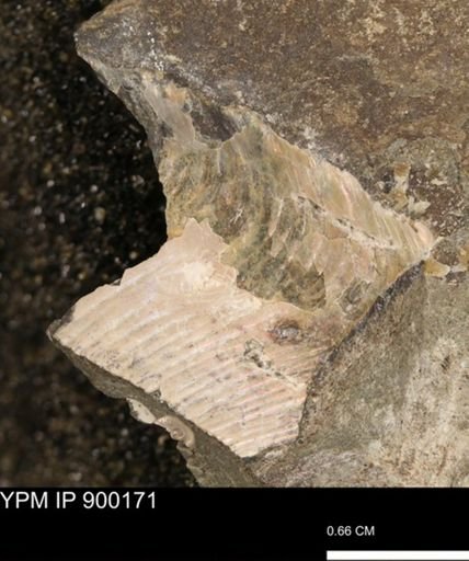 Hoploscaphites sp.