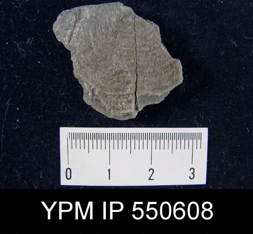 Pustula semipunctata