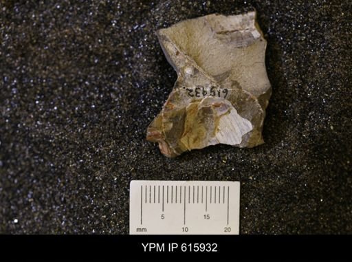 undet. Bivalvia