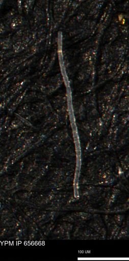 undet. Porifera