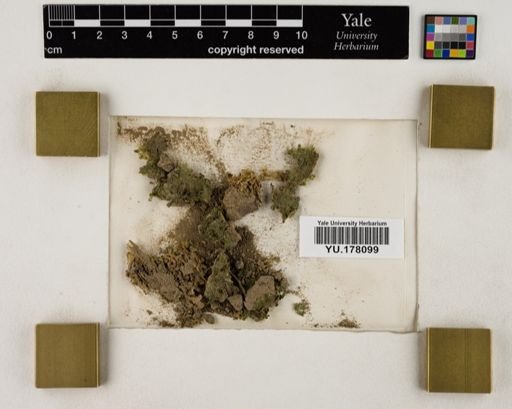 Plantae