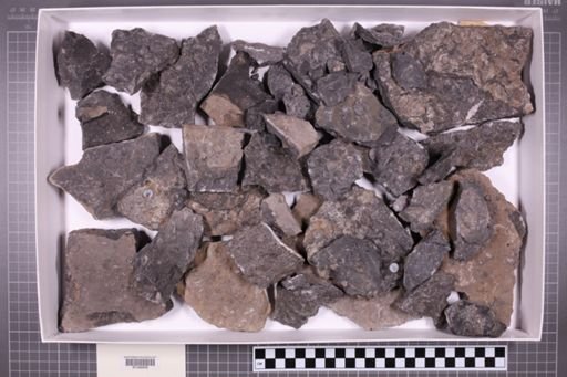 mixed taxa, stratigraphic collection