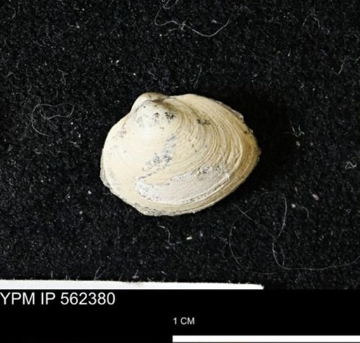 Limopsis striatopunctatus