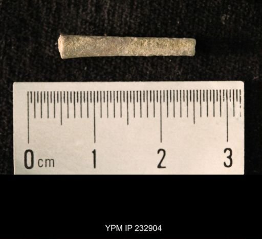 undet. Echinoidea