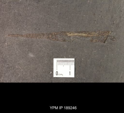 Orthoceras triangulare