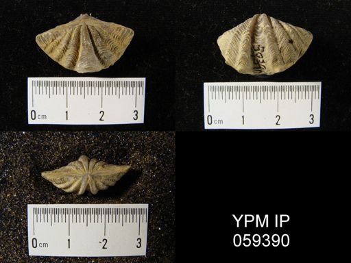 Megakozlowskiella perlamellosa