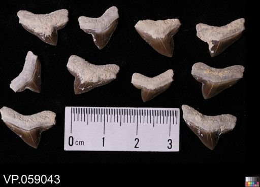 Squalicorax falcatus