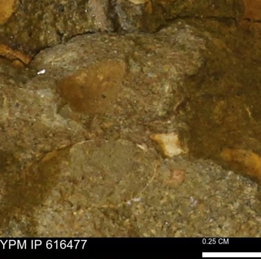 Protocardia subquadrata