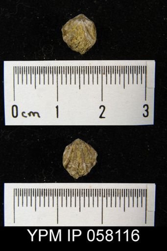 Atrypina imbricata