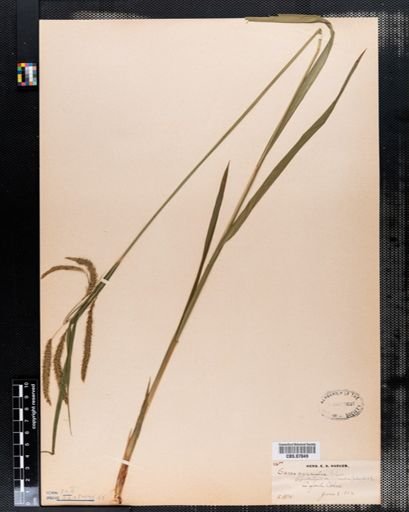 Carex gynandra