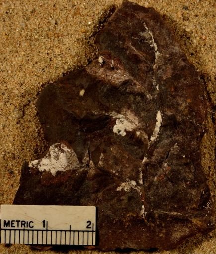 Pecopteris