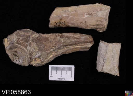 Ichthyodectidae?