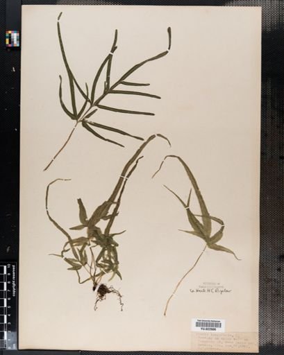 Pteris