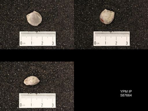 Atrypa concinna