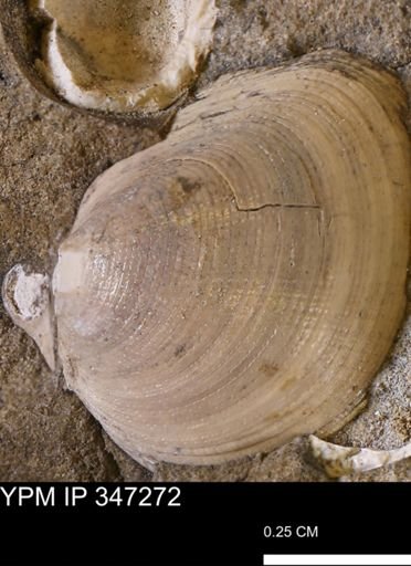 Limopsis striatopunctatus