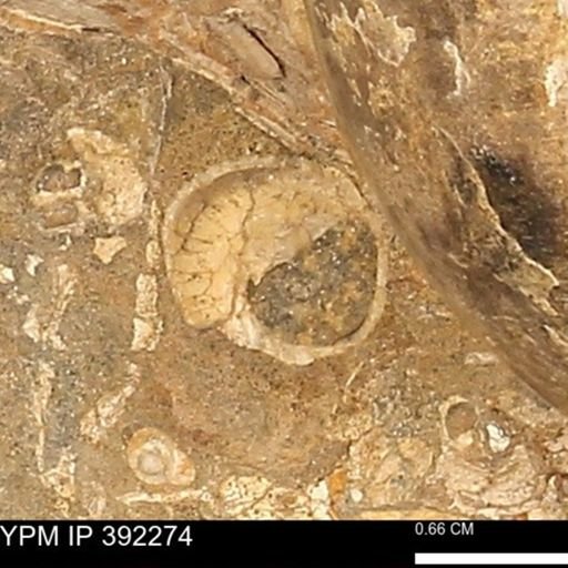 Eutrephoceras sp.