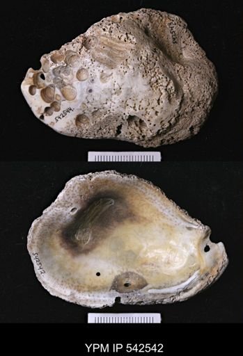 Crassostrea sp.