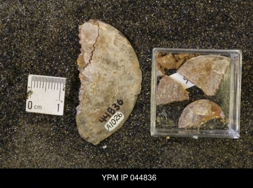 Sphenodiscus lenticularis