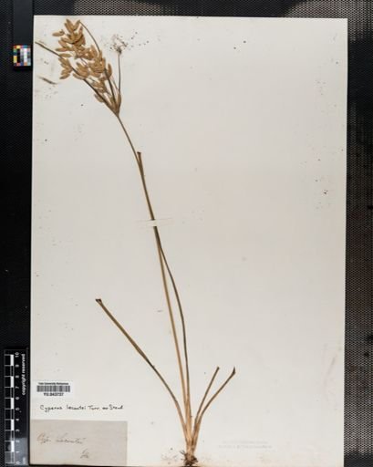 Cyperus lecontei