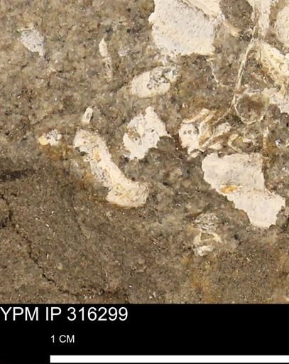 undet. Mollusca