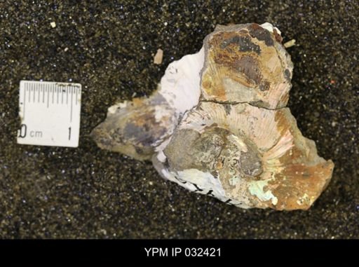undet. Scaphitidae
