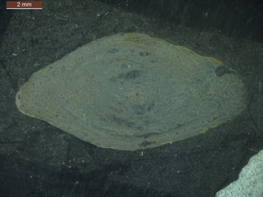Pseudoschwagerina parabeedei
