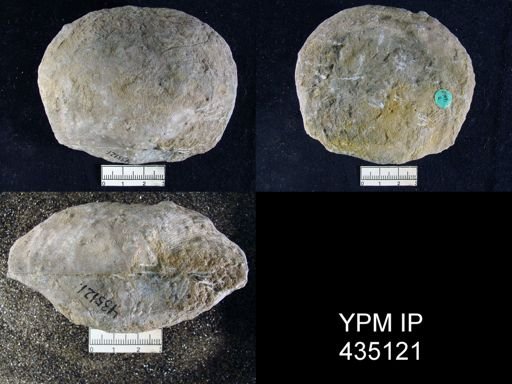 Derbya grandis
